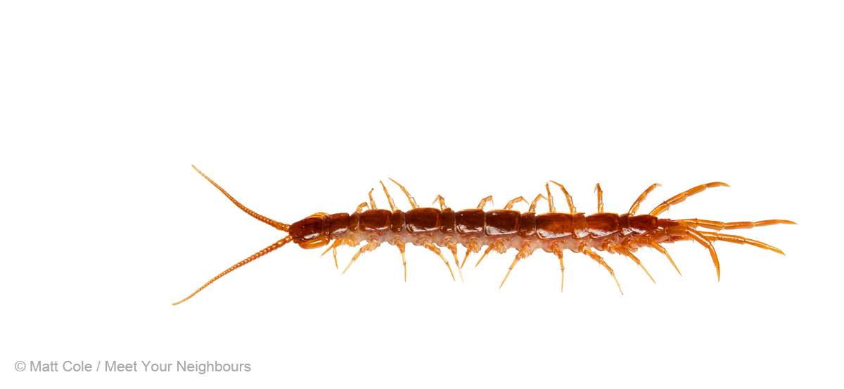 MYN Centipede 1